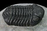 Nice, Austerops Trilobite - Visible Eye Facets #171530-5